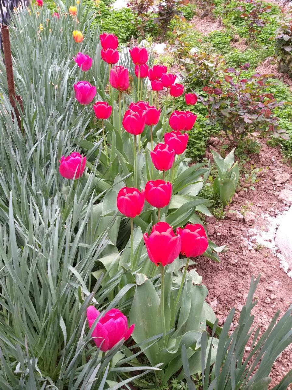 Ostello Shymhostle Shymkent Esterno foto