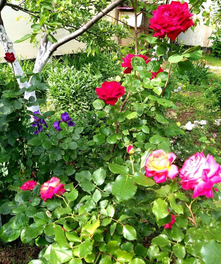 Ostello Shymhostle Shymkent Esterno foto