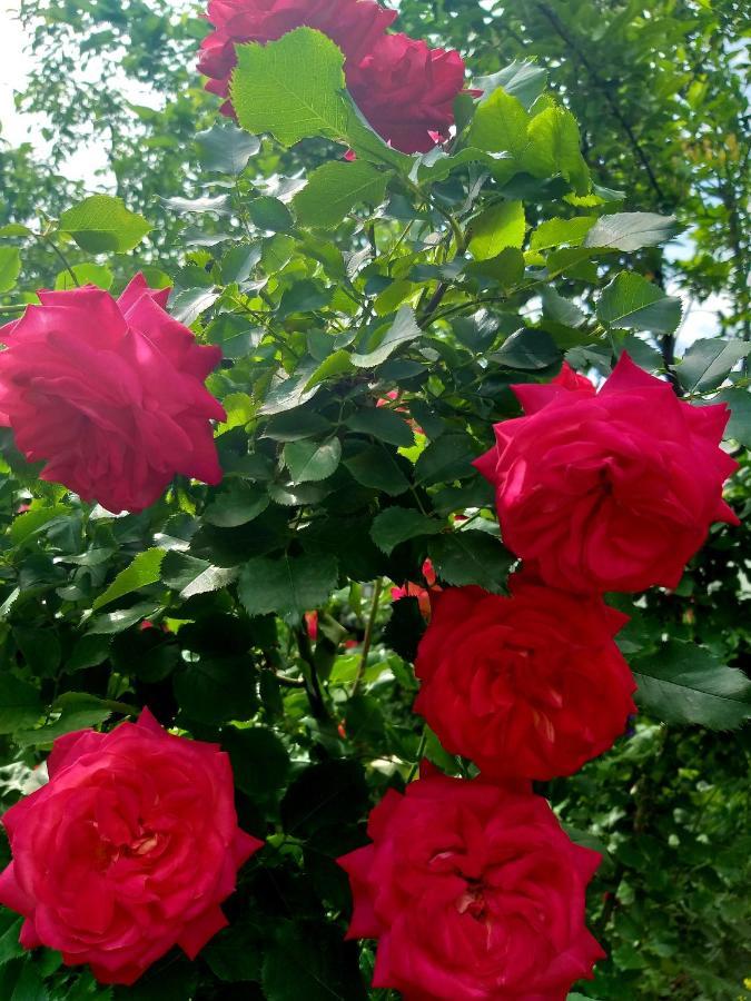 Ostello Shymhostle Shymkent Esterno foto