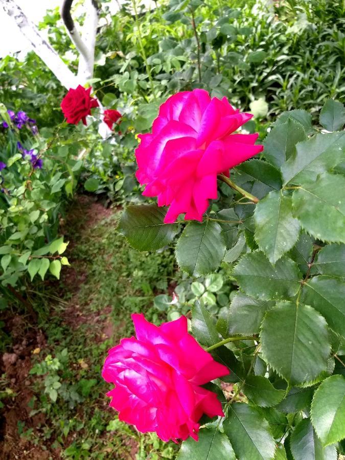 Ostello Shymhostle Shymkent Esterno foto